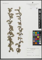 Foto von Salix scouleriana Barratt ex Hook.